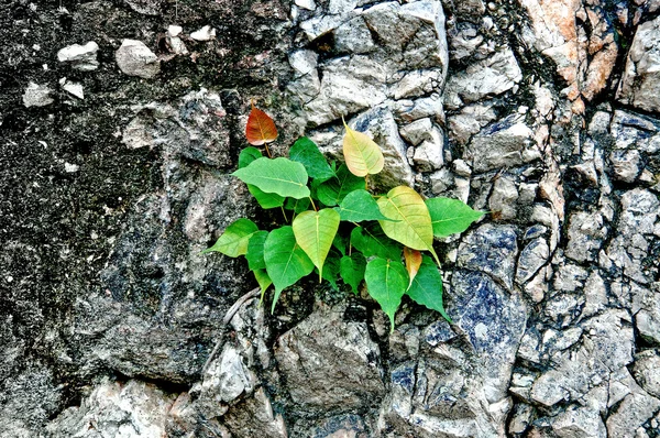 The Green leaf on rock wall background — Stock Photo, Image
