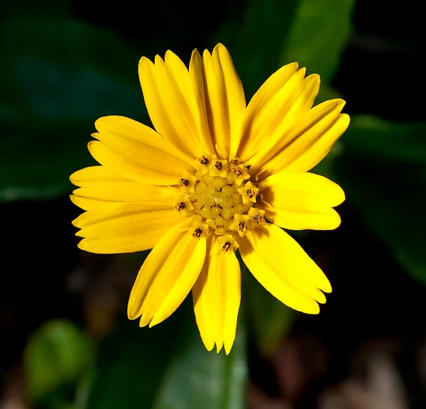 Il primo piano del fiore giallo — Foto Stock