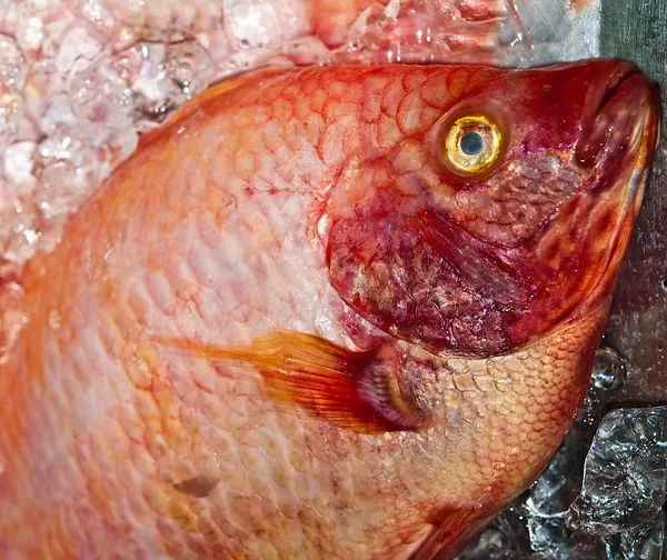 Closeup červené ryb — Stock fotografie