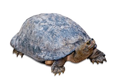 The Big turtle isolated on white background clipart