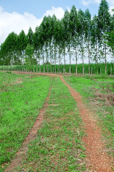 Promenad väg plantation eucalyptus — Stockfoto
