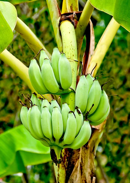 Die Bananenblüte und der Strauß am Baum — Stockfoto