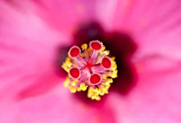 Il primo piano del fiore di ibisco — Foto Stock