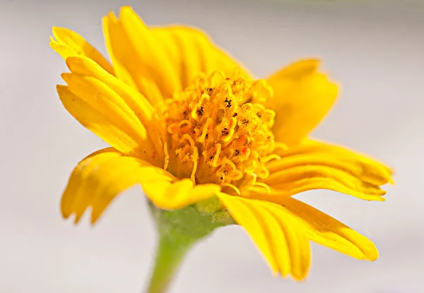 Крупный план желтого цветка — стоковое фото