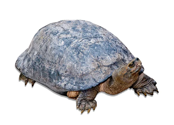A tartaruga grande isolada no fundo branco — Fotografia de Stock