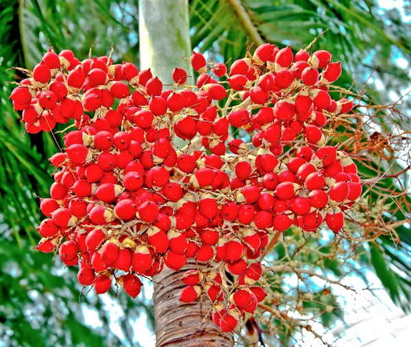 Τα μικρά φρούτα areca ή ινδοκάρυδο φοίνικα στη φύση — Φωτογραφία Αρχείου