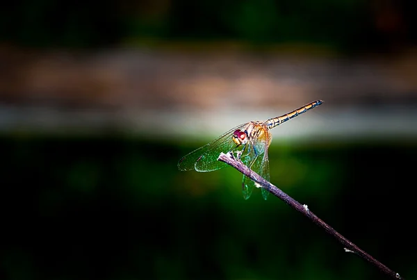 The Dragonfly — Stock Photo, Image