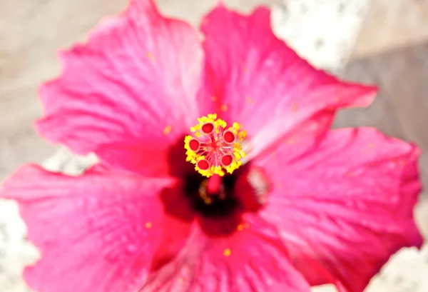 De close-up rode hibiscus bloem — Stockfoto