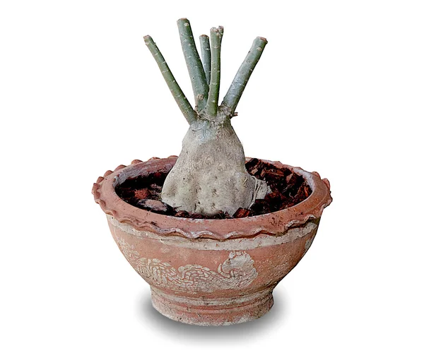 La rosa del deserto o Ping Bignonia in vaso isolato su bianco — Foto Stock