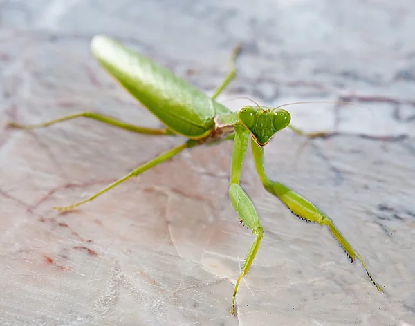 Zelená kobylka na mramorové podlaze — Stock fotografie
