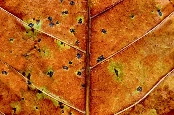 De achtergrondstructuur gedroogde bladeren — Stockfoto
