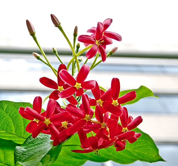 Den vackra röda blomma — Stockfoto