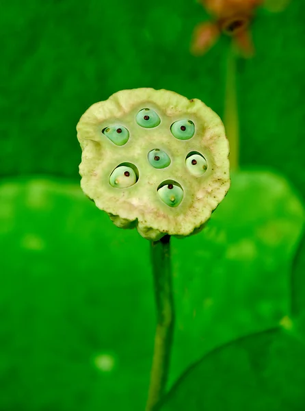 Il primo piano del seme di loto — Foto Stock
