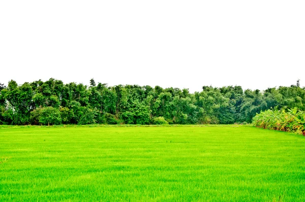 De groene rijst veld — Stockfoto