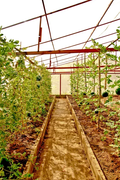 Plantskolans vattenmelon på växthus — Stockfoto