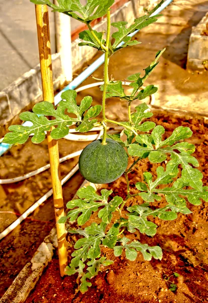Le melon d'eau Nursery sur serre — Photo
