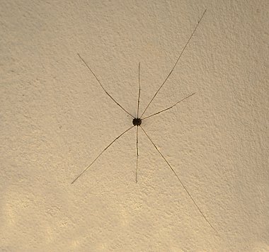 duvar arka plan üzerinde spider