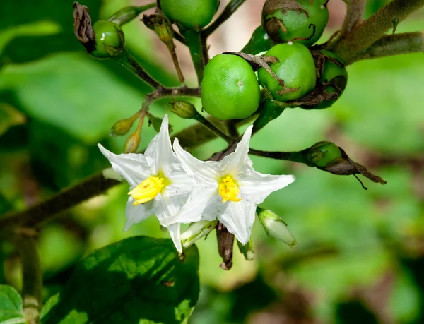 A flor de berinjela tailandesa — Fotografia de Stock