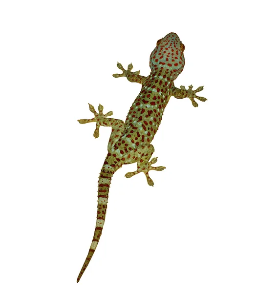 Der Gecko isoliert auf weißem Hintergrund — Stockfoto