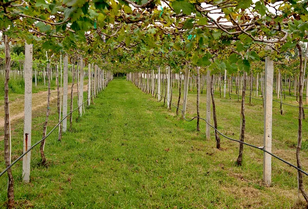 De rij van grapevine op wijngaard — Stockfoto