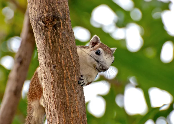 Il giovane scoiattolo — Foto Stock