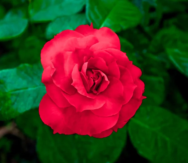 La rosa roja —  Fotos de Stock