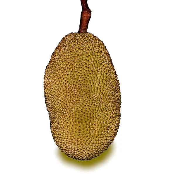 흰색 배경에 고립 된 Jackfruit — 스톡 사진