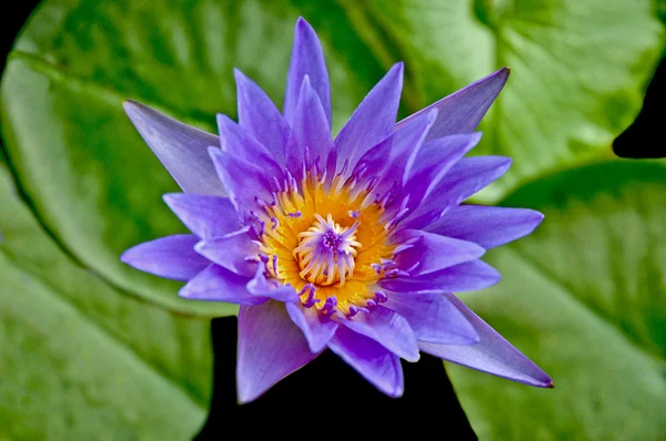 Güzel lotus — Stok fotoğraf