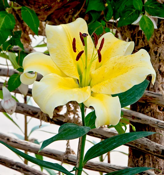 Lilly piękny kwiat — Zdjęcie stockowe