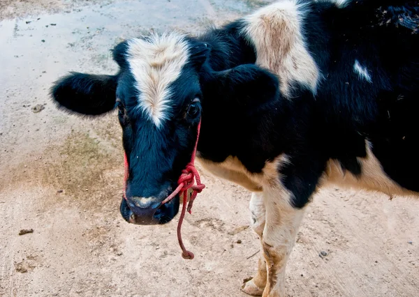 Młode krowy — Zdjęcie stockowe