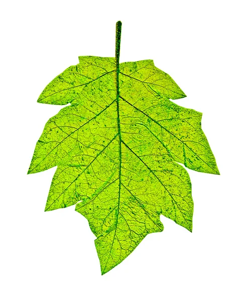 Відбиток листя ізольовано на білому тлі — стокове фото