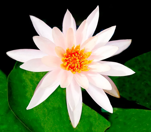 Den vita lotusen — Stockfoto