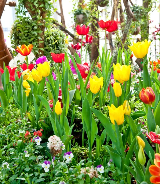 Il giardino dei fiori — Foto Stock