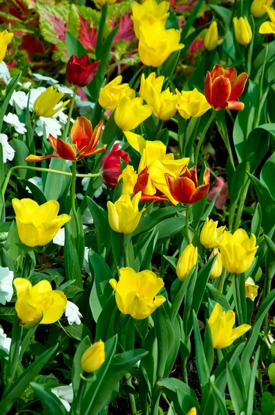 El jardín Tulipán —  Fotos de Stock