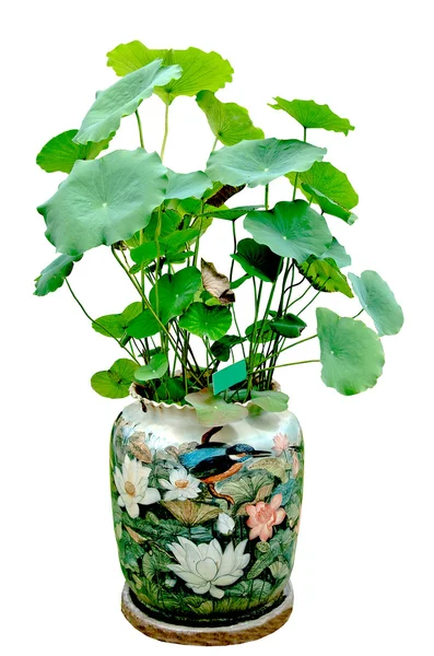Lotus i vas isolerad på vit bakgrund — Stockfoto