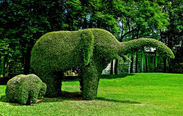 The Bending tree of elephant — Stock Photo, Image