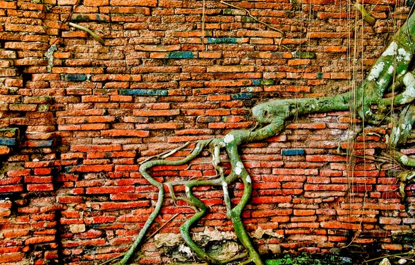 Le mur de briques ancien abstrait et le fond des racines d'arbre — Photo