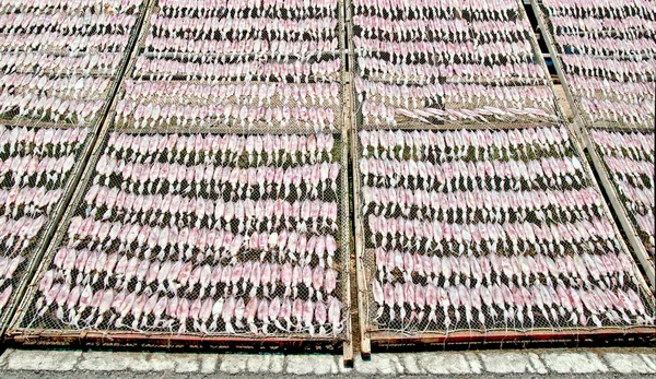 Der getrocknete Tintenfisch — Stockfoto