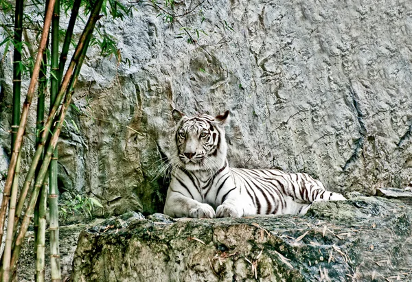 The White tiger — Stock Photo, Image