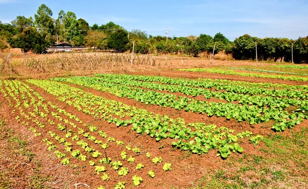 Die Reihen von Gemüsepflanzen, die auf einem Bauernhof mit blauem Himmel wachsen und — Stockfoto