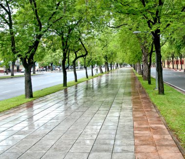 yol yol boyunca demirhindi ağaçların