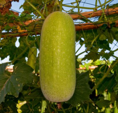 The Wax gourd on farm clipart