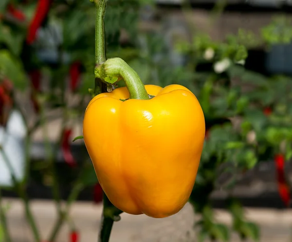 Der süße gelbe Paprika auf dem Bauernhof — Stockfoto
