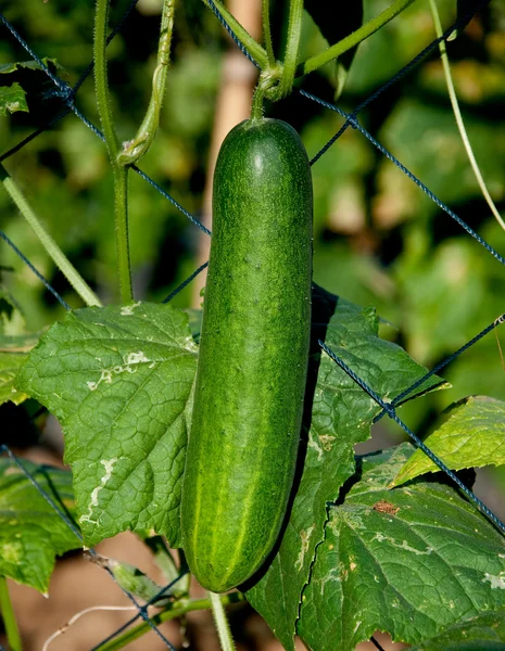 Zelená okurka na farmě — Stock fotografie