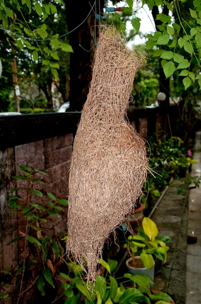 織工の鳥の巣Ekorren äter i skogen — ストック写真