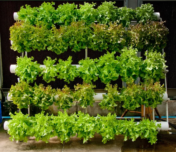 Organik hydroponic sebze bahçesi — Stok fotoğraf