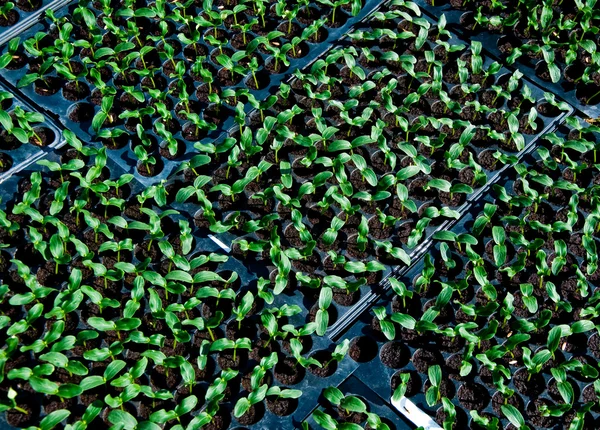 A palánták növényi műanyag tálca — Stock Fotó