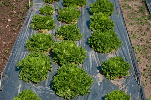 농장에서 식물의 녹색 오크 — 스톡 사진