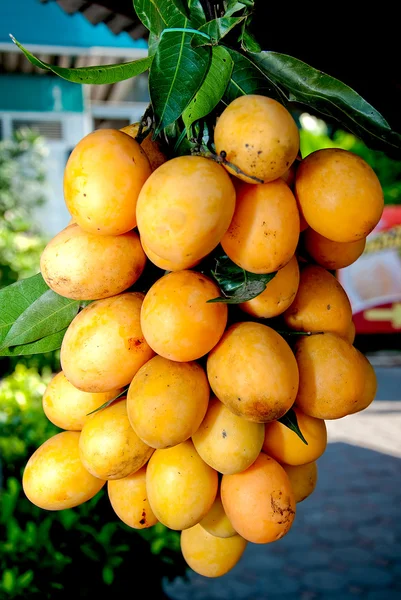 A ameixa mariana ou maprang (frutos tailandeses ) — Fotografia de Stock