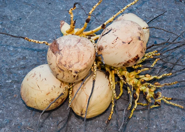 Kookospähkinä — kuvapankkivalokuva